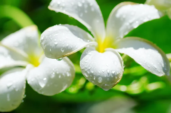 Frangipani — Stock Fotó