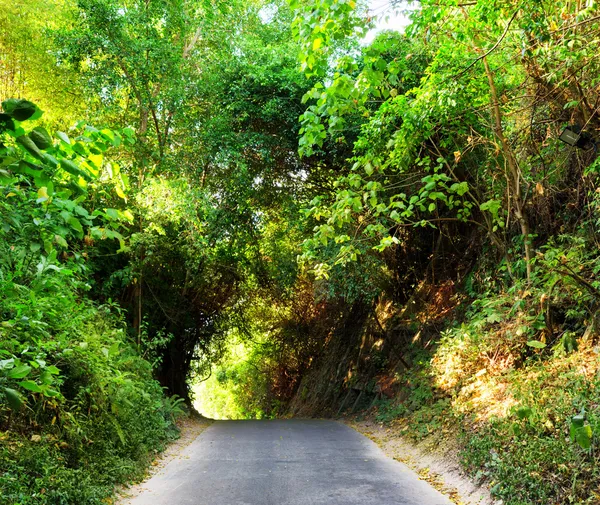 Road in forest at sunset — Stock Photo, Image