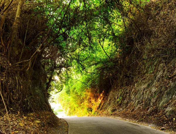 Strada nella foresta al tramonto — Foto Stock