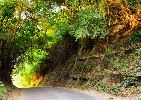 Camino en el bosque al atardecer —  Fotos de Stock