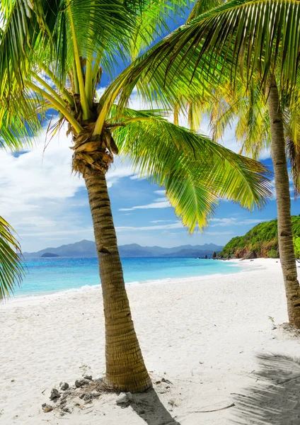 Albero verde sulla spiaggia di sabbia bianca — Foto Stock