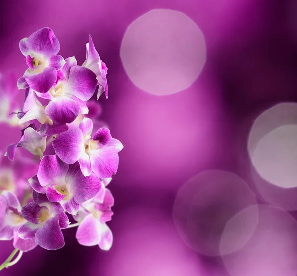 紫色和白色的兰花花紫色背景上 — 图库照片