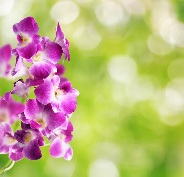 Flores de orquídea púrpura y blanca sobre fondo verde natural — Foto de Stock