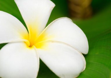 Frangipani
