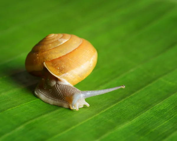 Snail creeps on green leaf. — Stok fotoğraf