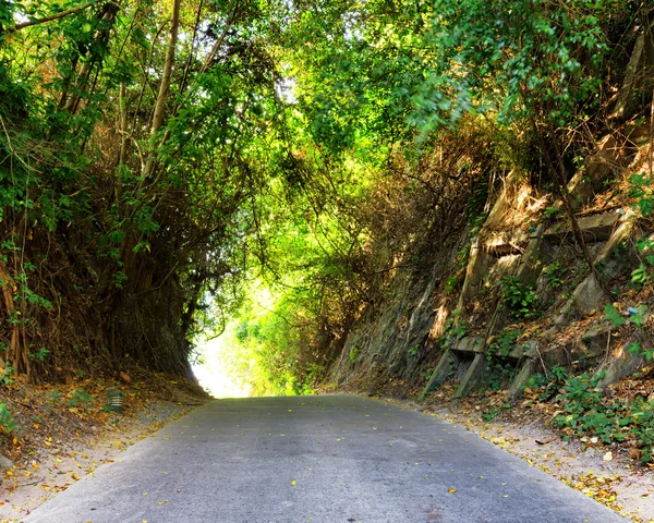 gün batımında ormandaki yoldan