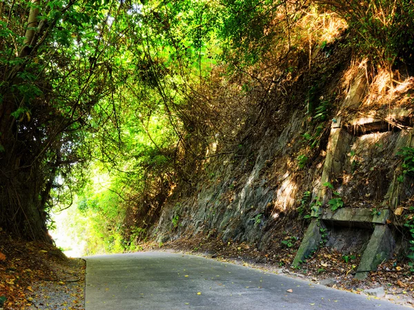 Camino en el bosque al atardecer — Foto de Stock