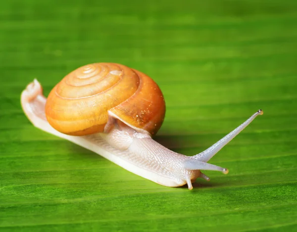 Snail creeps on green leaf. — Stok fotoğraf