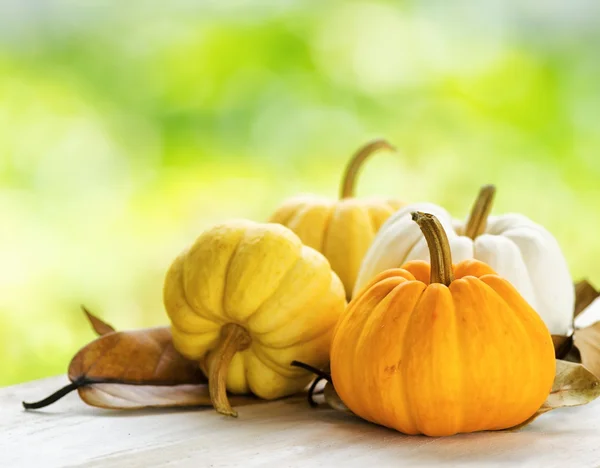 Calabazas sobre fondo verde natural —  Fotos de Stock