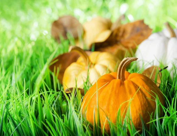 Calabazas sobre hierba verde natural —  Fotos de Stock