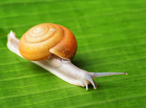 Snail creeps on green leaf. — Stock Photo, Image