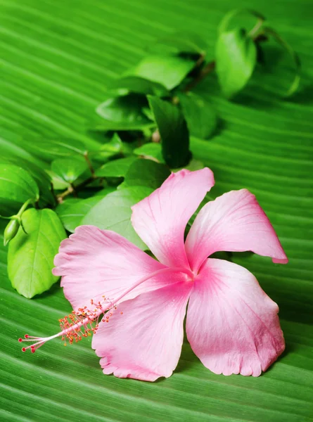 Flor de hibisco na folha verde — Fotografia de Stock