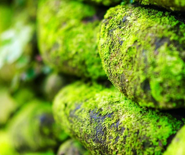 Musgo verde en la vieja pared de piedra —  Fotos de Stock