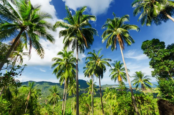 Palmen gegen blauen Himmel — Stockfoto