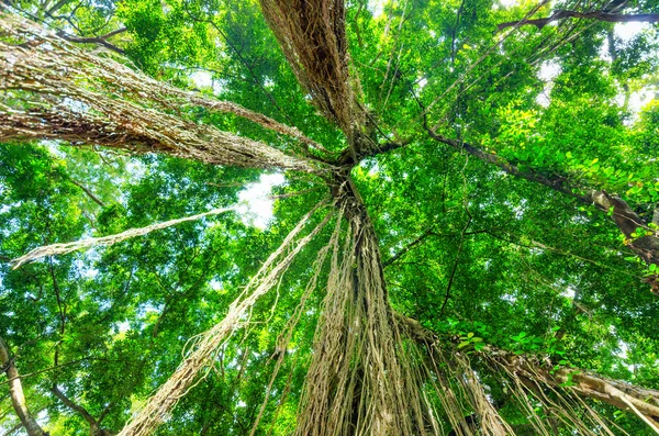 yeşil ağaçlar tropikal yağmur ormanlarında
