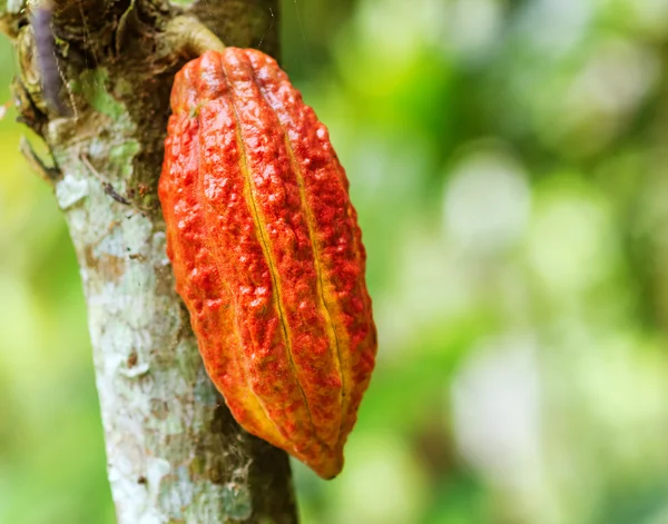Ripe cacao bean on the wood — Stock Photo, Image
