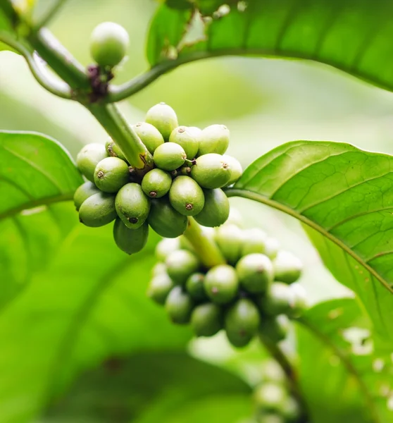 Kávébab az ágon. robusta kávé — Stock Fotó