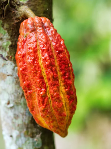 Ripe cacao bean on the wood — Stock Photo, Image