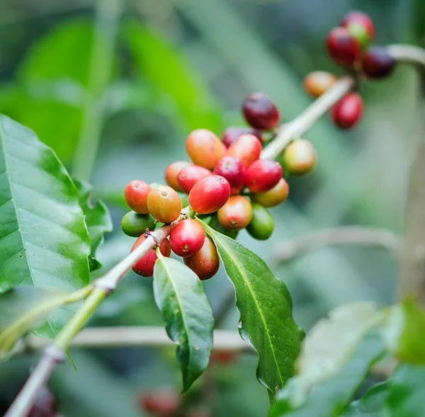 Kávébab az ágon. robusta kávé — Stock Fotó