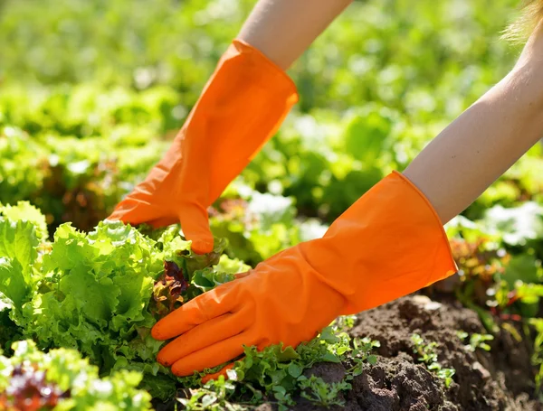 Mujer con guantes naranja trabajando en el jardín — Foto de Stock