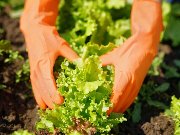 Mujer con guantes naranja trabajando en el jardín —  Fotos de Stock