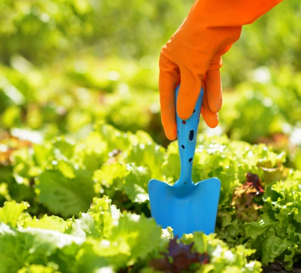 Mujer con guantes naranja trabajando en el jardín — Foto de Stock