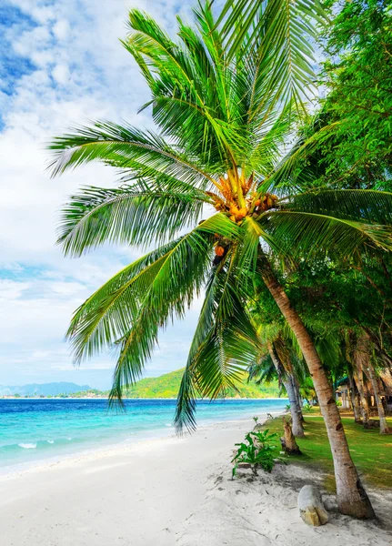 Gröna träd på vit sandstrand — Stockfoto