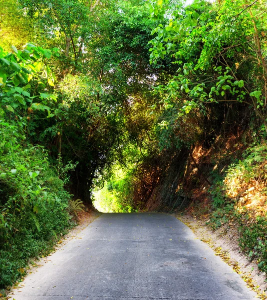 Road in forest at sunset — Stock Photo, Image