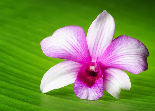 La flor de la orquídea miente en hoja verde — Foto de Stock