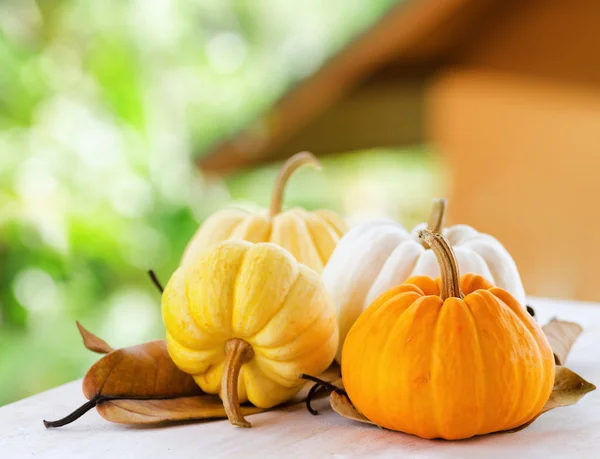 Calabazas sobre el paisaje rural — Foto de Stock