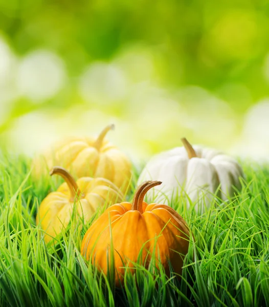 Kürbisse im grünen Gras auf natürlichem Hintergrund — Stockfoto