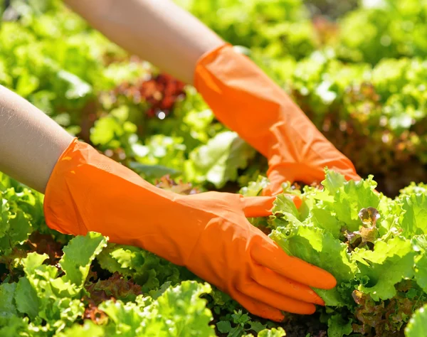 Woman in orange gloves working in the garden — Stock Photo, Image