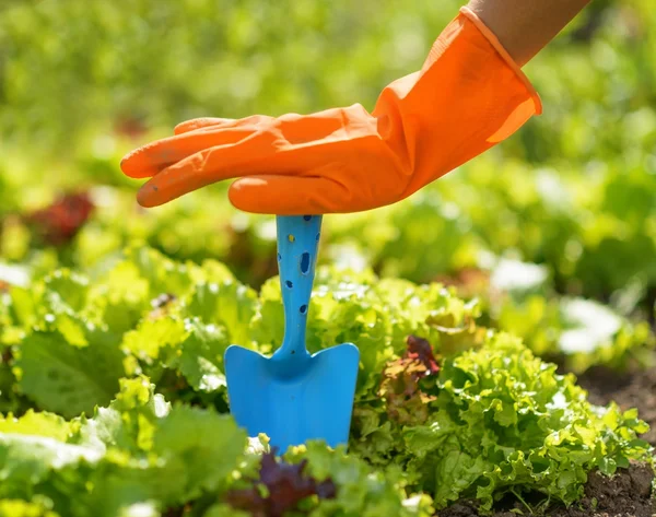 Frau in orangefarbenen Handschuhen arbeitet im Garten — Stockfoto
