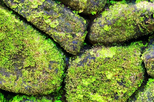 Eski taş duvarda yeşil yosun — Stok fotoğraf