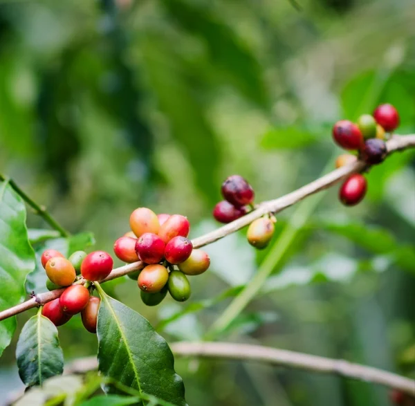 Coffee beans on the branch. Robusta Coffee — Stock Photo, Image