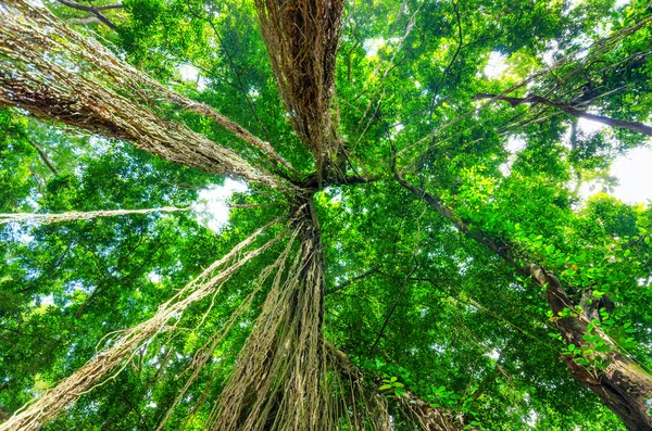 Alberi verdi nella foresta pluviale tropicale — Foto Stock