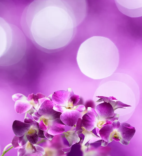 Paarse en witte orchideebloemen op paarse achtergrond — Stockfoto