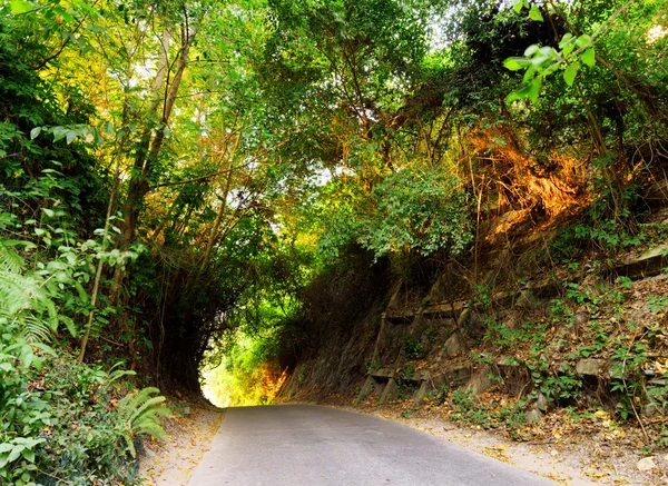 Road in forest at sunset