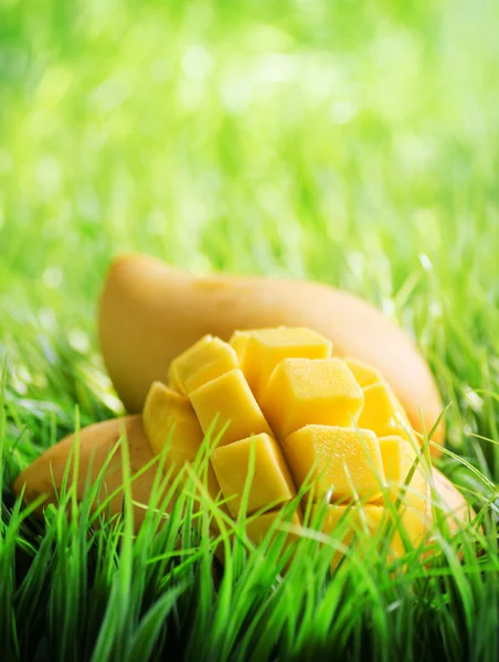 Желтый манго на зеленой траве — стоковое фото