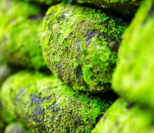 Musgo verde en la vieja pared de piedra — Foto de Stock