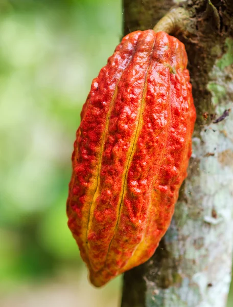 Ripe cacao bean on the wood — Stock Photo, Image