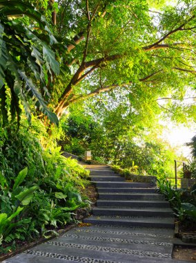 gün batımında ormandaki yoldan