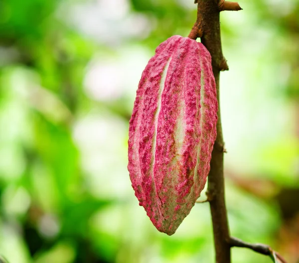 Ripe cacao bean on the wood — Stock Photo, Image