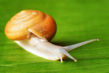Snail creeps on green leaf.