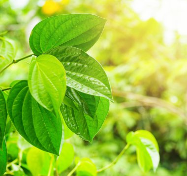 doğal zemin üzerine yeşil taze yaprakları