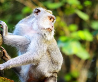 tapınak taş maymun. Bali Adası, Endonezya