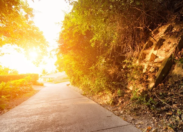 Weg in bos bij zonsondergang — Stockfoto