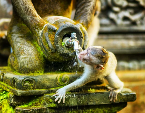 Affen in einem steinernen Tempel. bali island, indonesien — Stockfoto