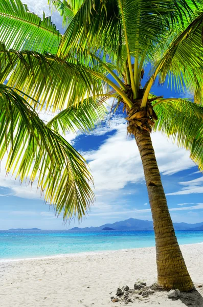 Groene boom op wit zand strand — Stockfoto