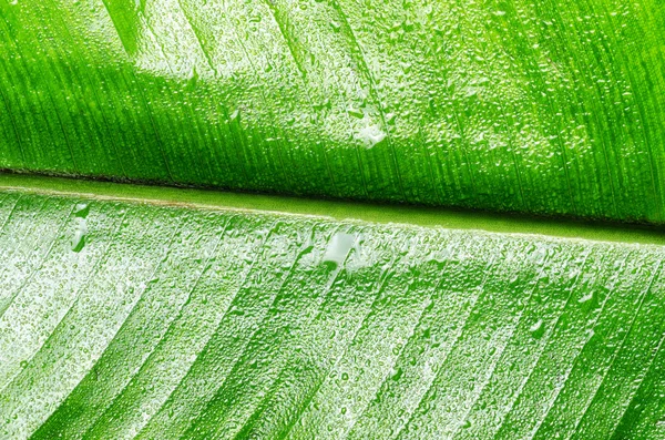 Leaf — Stock Photo, Image